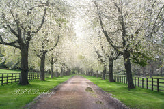 Aperturee – Blooming Trees Path Frühlingsblumen Hintergrund für Photo Booth